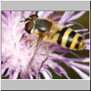 Epistrophe grossulariae - Grosse Wiesenschwebfliege w03.jpg